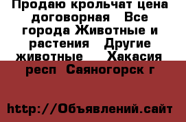 Продаю крольчат цена договорная - Все города Животные и растения » Другие животные   . Хакасия респ.,Саяногорск г.